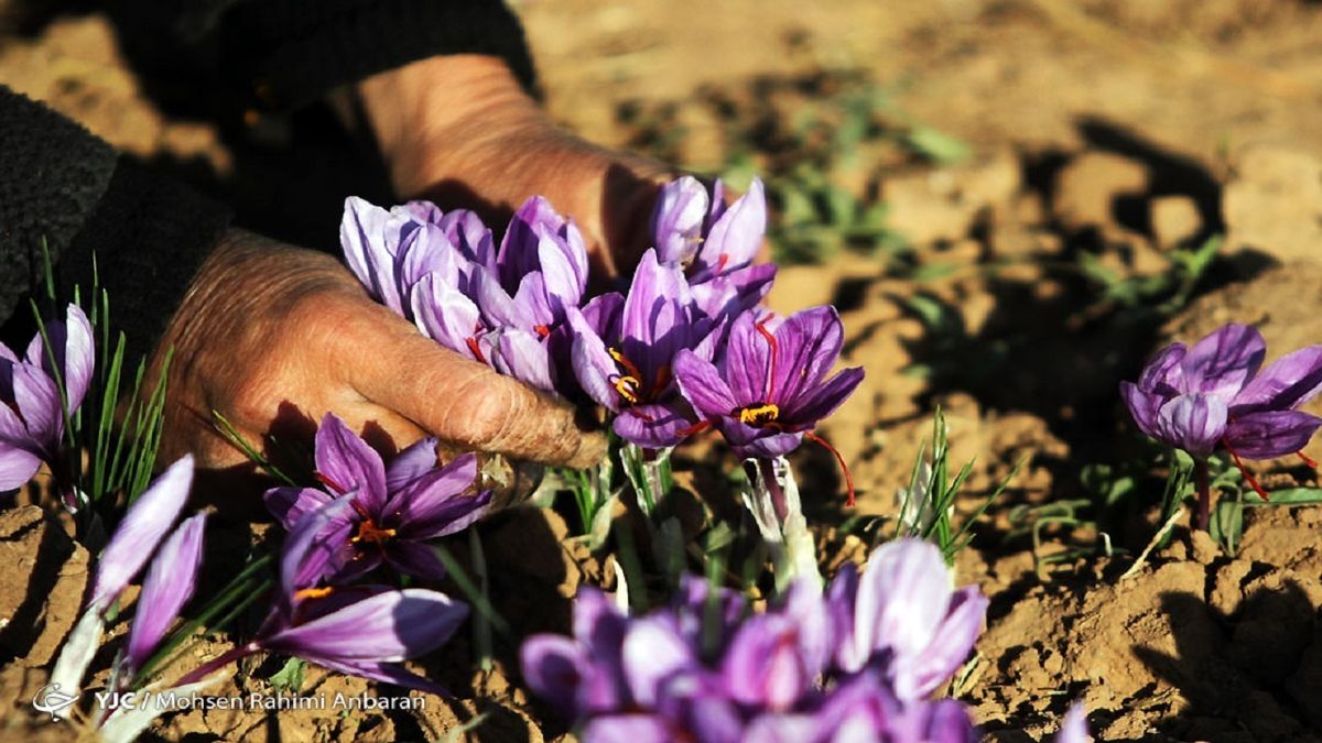 برداشت زعفران آغاز شد
