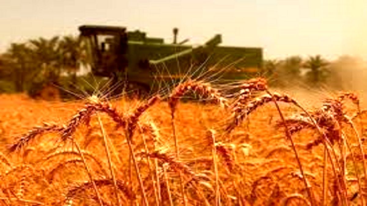
نرخ منطقی خرید تضمینی گندم 
