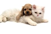 پانسیون حیوانات چه ویژگی هایی دارد؟