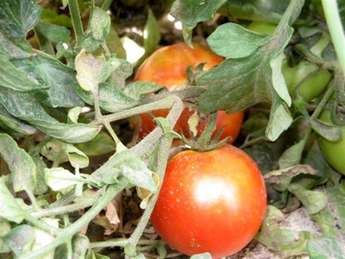 حاصل دسترنج طارمی ها در جیب دلالان