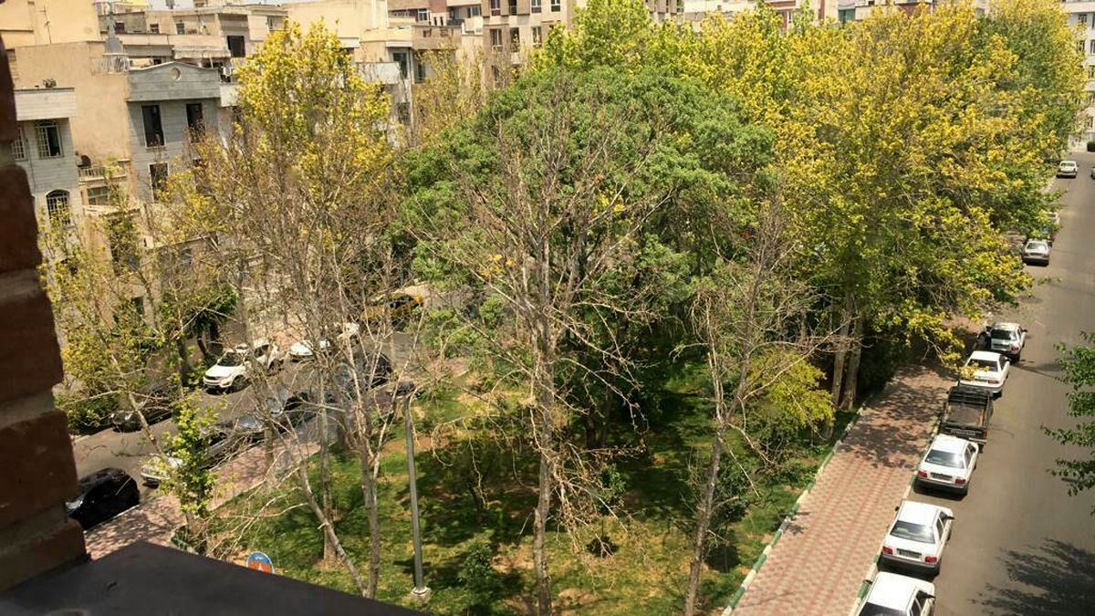 ماجرای قطع شبانه درختان میدان ۸ نارمک چه بود؟