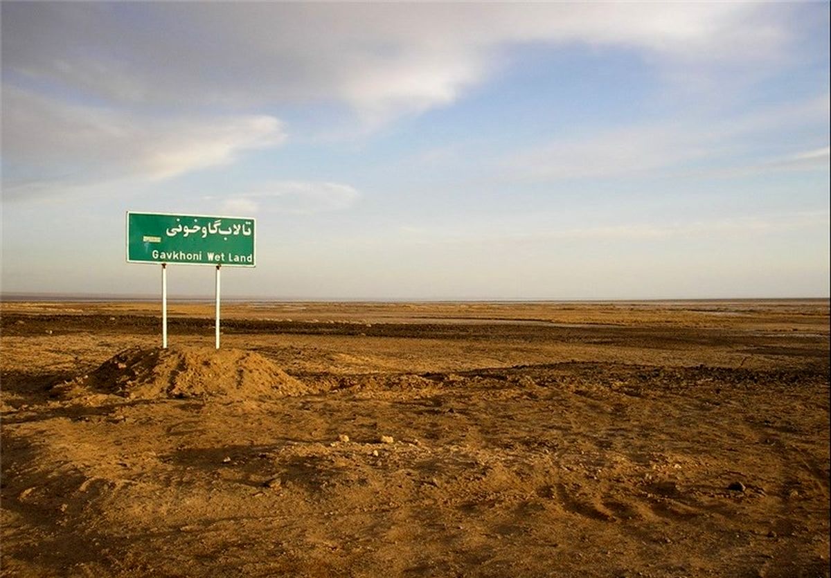 وقتی احیای تالابی قربانی کشاورزی می‌شود