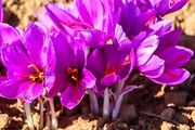 رشد ۱۵درصدی تولید طلای سرخ