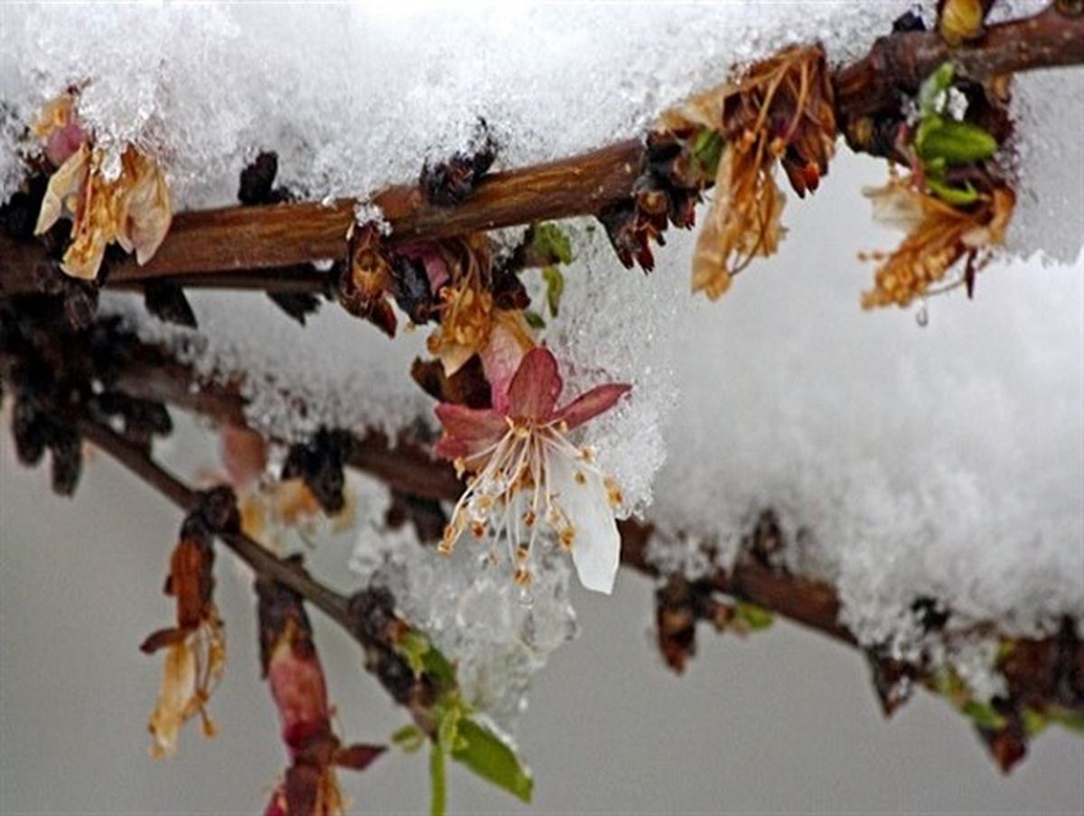 مبارزه با پدیده سرمازدگی محصولات باغی با دستگاه اتوپلار