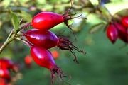 خواص باورنکردنی میوه گل نسترن