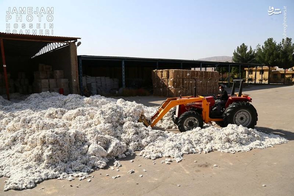 قیمت تمام شده هر کیلو پنبه تصفیه شده چقدر است؟