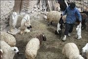 نقش مهم عرضه غیر بهداشتی دام در شیوع بیماری‌ها 