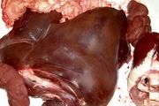 خرید هر کیلو دل و قلوه گوساله چقدر تمام می‌شود؟