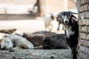 خرید حمایتی دام زنده کمکی به دامدار نمی کند