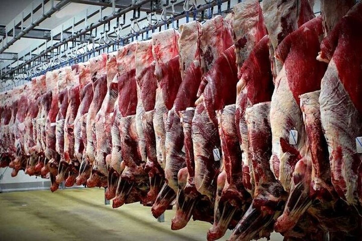 قیمت دام چرا بالا رفت؟ روایت فعالان بازار از مشکلات نهاده تا واردات