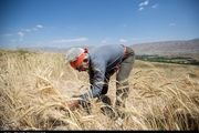  امسال خرید گندم مازاد کشاورزان کهگیلویه ۲۵۰ درصد رشد داشته است 