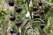 طعمی متفاوت از اقتصاد مقاومتی با گوجه سیاه کفایی رفسنجان + تصاویر