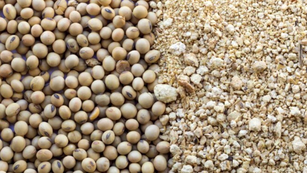 ضرورت بومی‌سازی خوراک دام و طیور با استفاده از گیاهان کم آب
