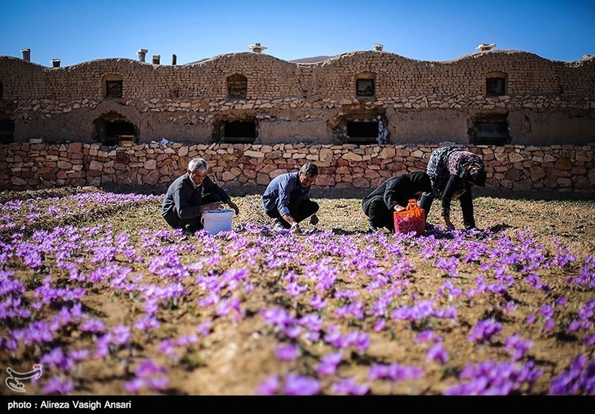  ۱۲۰کیلوگرم زعفران در روستای علوی کاشان برداشت شد 