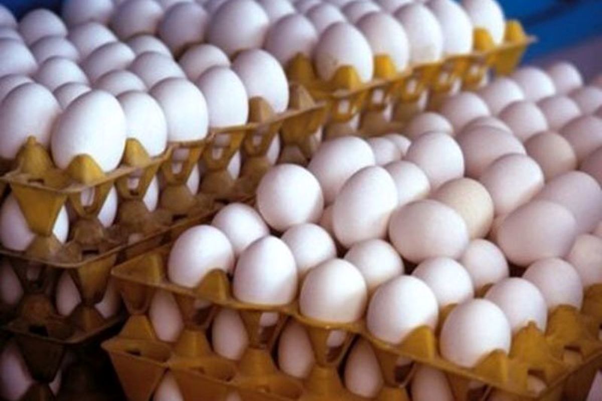 قیمت تخم مرغ ۲۰ درصد از نرخ مصوب ارزانتر شد
