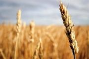 گندم خراسان رضوی با قیمت پایه ۷۱۰۰ ریال در بورس عرضه
شد

