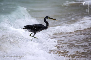b8PVUE0iJ2d3