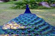 عروس پرندگان / تصاویر