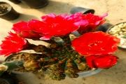دنیای زیبای کاکتوس ها در حوالی البرز + تصاویر