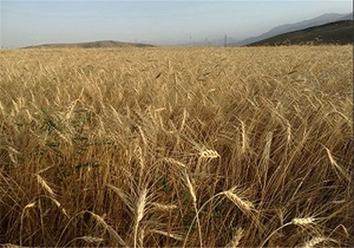 هزار میلیارد تومان از مطالبات گندمکاران 24 مهرماه واریز می شود 