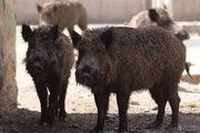 حمله گراز های وحشی به کشاورزان نیکشهری