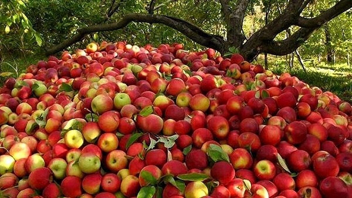تولید محصولات باغی ۵۰ درصد افزایش می‌یابد
