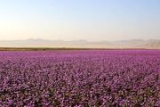 شهر زعفران/ گزارش تصویری