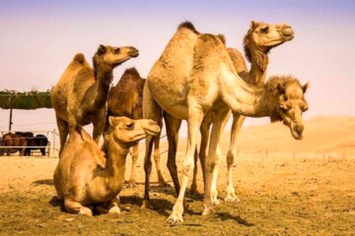 شیر شتر مفید است؟