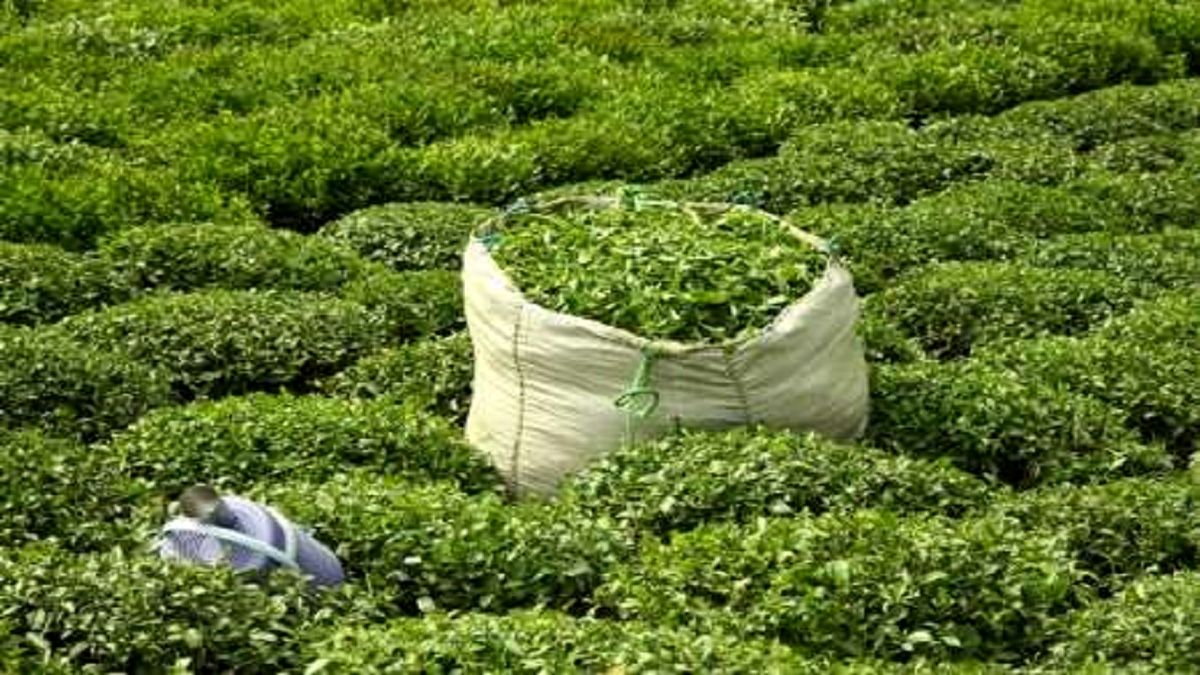 ۹۸ درصد مطالبات چایکاران پرداخت شد
