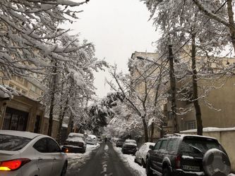 درخت 6