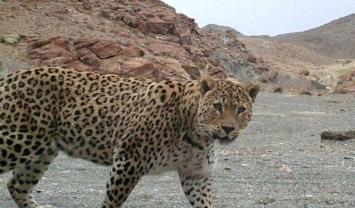 مشاهده پلنگ ایرانی در الموت 