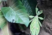  استتارهای دیدنی در حیات وحش/ عکس