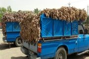 بازار سیر تیمورلو رونق گرفت