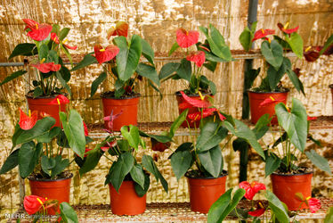 2021140__MG_0606