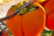 خرمالو، میوه‌ای سرشار از پکتین