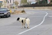 وقتی که سگ ولگرد حادثه ساز می شود + عکس