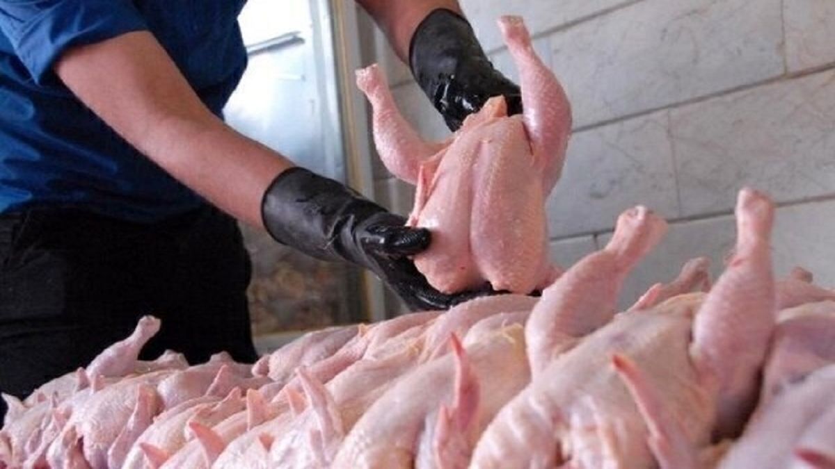 عرضه مرغ در تهران افزایش یافت
