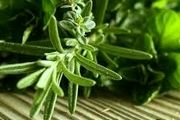 گیاهی مخصوص تقویت حافظه دانش‌آموزان