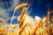 شناسایی 6700 تن گندم وارداتی به گلستان
