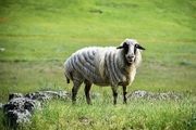 طبیعت بکر سوباتان تالش/ گزارش تصویری