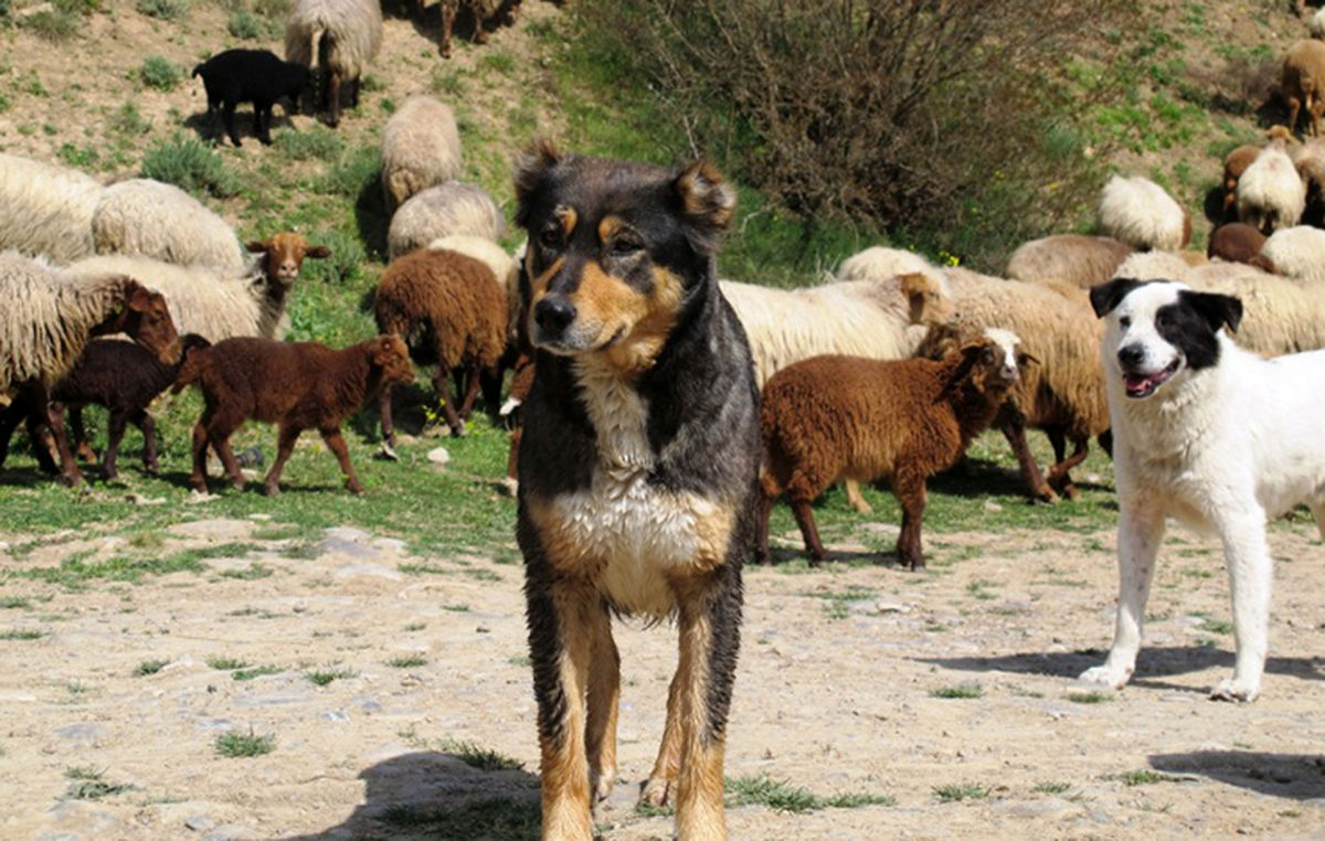 سگ گله جایی در حیات وحش ندارد