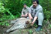 پلنگ مازندران قربانی تله سیمی شکارچیان شد 