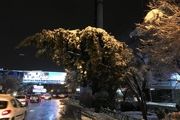 هرس کردن درختان یکی از راه های کاهش آفات