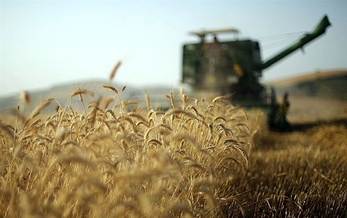  پیشنهاد یک نماینده مجلس برای افزایش قیمت خرید تضمینی گندم 
