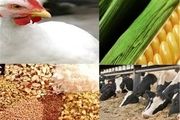 واردات ۶۸۰ هزار تن غذای دام به کشور طی ۲۵ روز