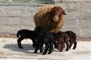پرورش دام چندقلوزا راهی به سوی خودکفایی جوان زرندیه‌ای