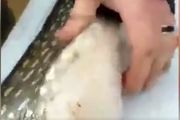 از عجائب طبیعت در شکم این ماهی /فیلم