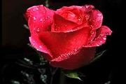 پاداش نیکی به همسر(زن)