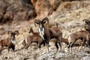 مرال های پردیسان خراسان شمالی چشم انتظار سرمایه گذاران
