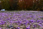 پیش بینی رشد ۲۰ درصدی تولید طلای سرخ
